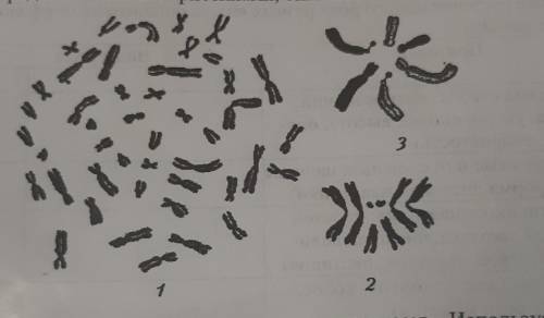 2. На рисунке представлены кариотипы человека (1), дрозофилы (2), растения скерды (3). Установите ра