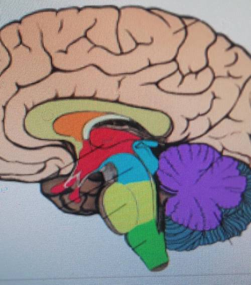 10. На рисунке изображен головной мозг. (а) Напишите основные отделы мозга человека.(b)Укажите отлич