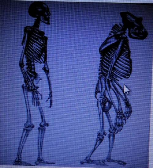 На рисунке представлен скелет человека и шимпанзе. Определите особенности строения позвоночника чело