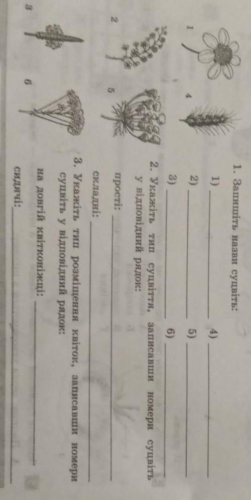 Укажіть тип розміщення квіток, записавши номери суцвіть у відповідний рядок: