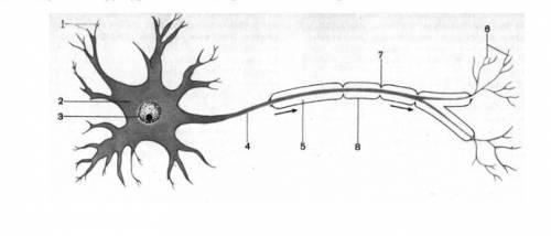 На рисунке изображена структурная единица нервной ткани – нейрон. Укажите, что показано под цифрами