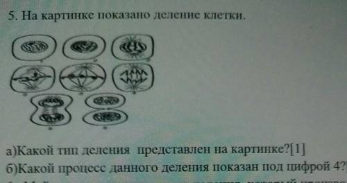 5. На картинке показано деление клетки. а)Какой тип деления представлен на картинке?[1]б)Какой проце