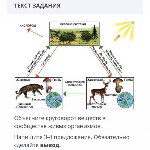 ТЕКСТ ЗАДАНИЯ Объясните круговорот веществ в сообществе живых организмов. Напишите 3-4 предложения.