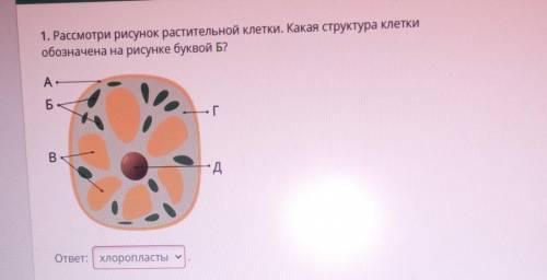 1. Рассмотри рисунок растительной клетки. Какая структура клетки обозначена на рисунке буквой Б?​