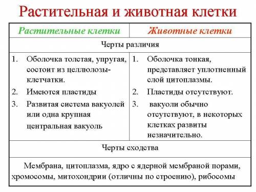 Задание 1а: Рассмотри рисунок. Определи тип клеток. А, Б 2бб. Перечисли черты сходства и отличия меж