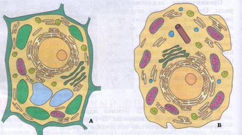 Задание 1а: Рассмотри рисунок. Определи тип клеток. А, Б 2бб. Перечисли черты сходства и отличия меж
