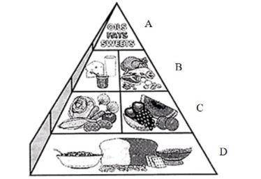 На рисунке показана пирамида полноценного питания организма. В ряду D, назовите продукты и вещество,