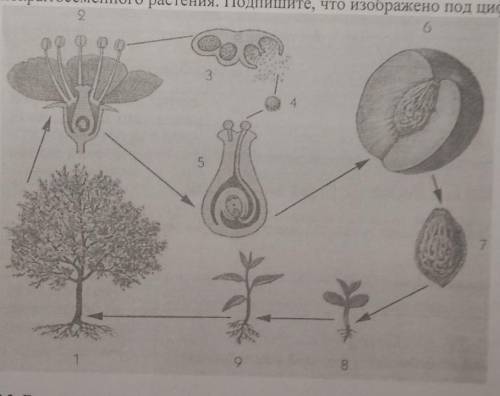 Рассмотрите рисунок на котором изображен цикл развития покытосеменного растения. Подпишите, что изоб