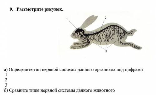 9. Рассмотрите рисунок. а) Определите тип нервной системы данного организма под цифрами 1.2.3.б) Сра