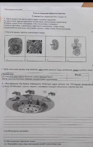 Бжб жаратылыстану 5 сынып 3 токсан ​