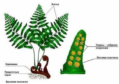 Изучите особенности строения папоротника (щитовника мужского). Рассмотрите листья и нижнюю их поверх