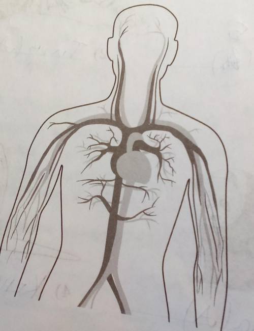 Внимательно рассмотри рисунок, на котором изображена она из систем органов человека.​