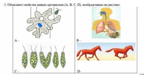 Объясните свойства живых организмов (А, В, С, D), изображенных на рисунке. ​
