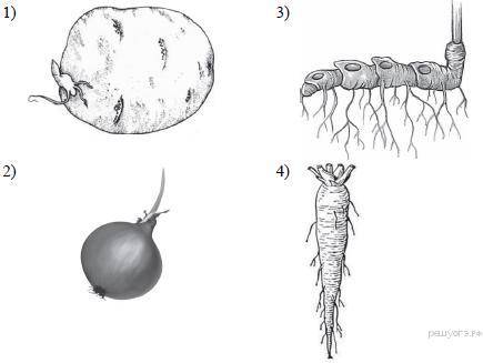 И ЛУЧШИЙ ОТВЕТ Какой из изображённых органов растений является видоизменённым корнем? Объясните свой