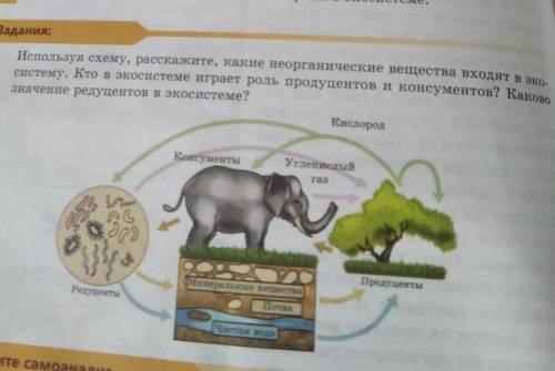 Используя схему, расскажите, какие неорганические вещества входят в ако систему. Кто в экосистеме иг