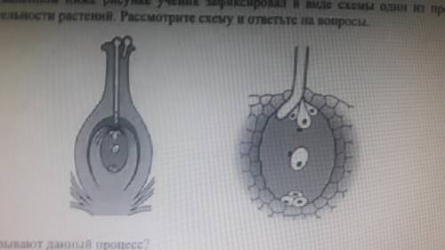 На представленном ниже рисунке ученик зафиксировал в в виде схемы один из жизнедеятельности растений