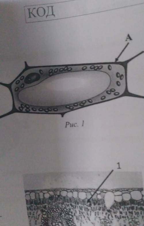 какая структура клетки обозначена на рисунке буквой А?​