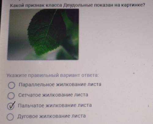 Какой признак класса Двудольные показан на картинке? Укажите правильный вариант ответа:Параллельное