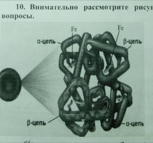 1. Указанная на рисунке молекула относится к биополимерам. Перечислите типы связей (на всех уровнях