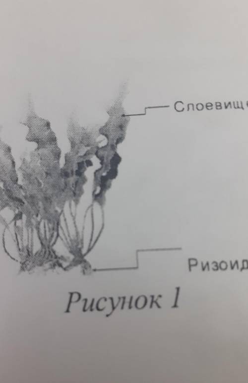 К какому классу относят растение, ризоиды и слоевище которого показаны на рисунке 1? 1) папоротников