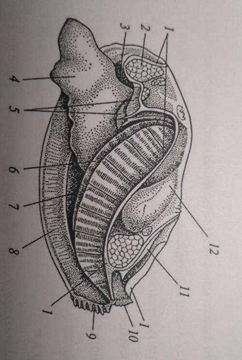 с биологиейподписать внутреннее строение двустворчатого моллюска​