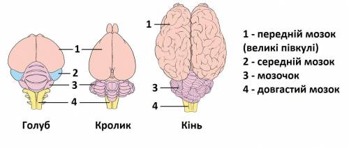 Завдання 1. Уважно розгляньте зображення головного мозку різних груп хребетних тварин. Зверніть уваг