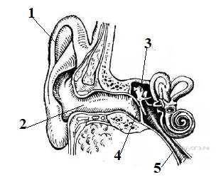Рассмотрите рисунок, напишите название структур органа слуха, обозначенных цифрами 1-5.