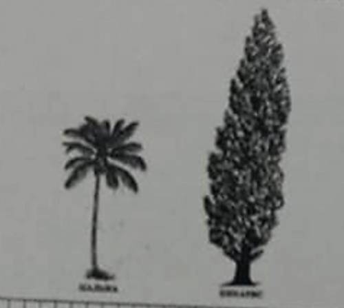 На рисунке изображена пальма и кипарис высота пальмы 7 м. Кокова примерная высота кипариса? ответ да