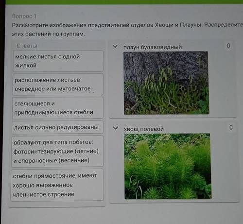Вопрос 1 Рассмотрите изображения предствителей отделов Хвощи и Плауны. Распределите характерные приз