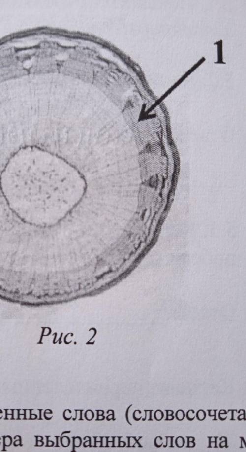 Семён рассмотрел под микроскопом срез деревянного стебля и сделал фотографию рисунок два Какой вид п