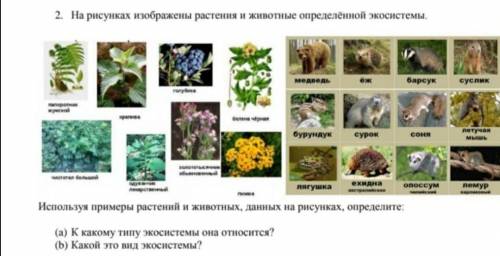 2.На рисунках изображены растения и животные определённой экосистемы. Используя примеры растений и ж