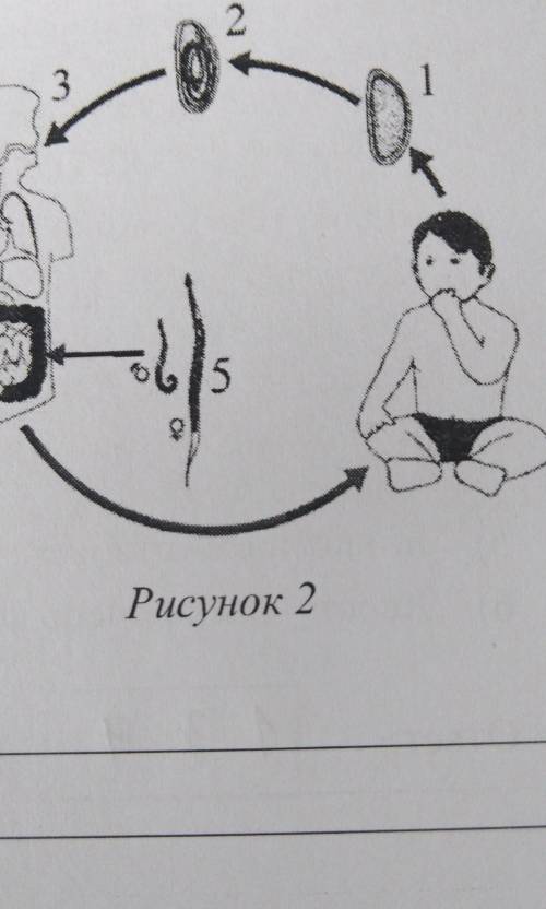 ВПР. Биология. 7 класс. Вариант Рассмотрите рисунок 2, на котором представлен циклразвития острицы,