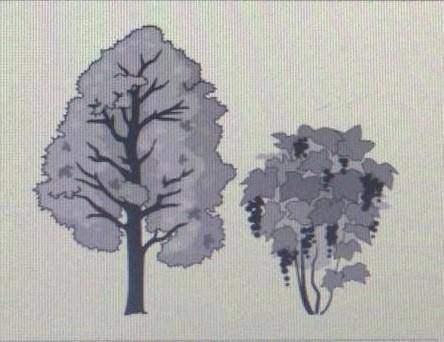 На рисунке изображены дерево и растущие рядом куст высота куста равна 0,9 м какова примерная высота