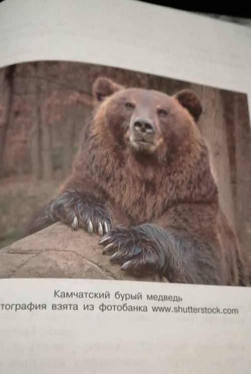 у нас ср. Найдите фотографию «Камчатский бурый медведь» в цветной вклейке в конце учебника. Опишите