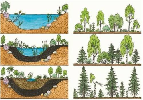 Составь схему смены экосистемы озера в экосистему леса. без спама ​
