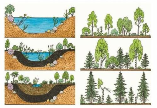 3.  Составь схему смены экосистемы озера в экосистему леса.​