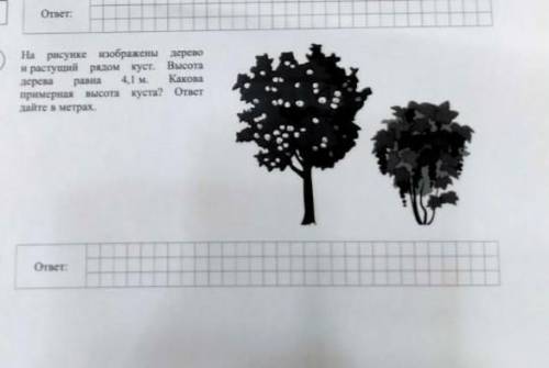 Рисунке изображены дерево и растущий рядом куст. Высотадерева4,1 м.Каковапримерная высота куста? отв