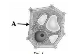 Рассмотрите рисунок растительной клетки Какая структура клетки на рисунке а​