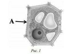 Каково значение этой структуры в жизнедеятельности клетки​