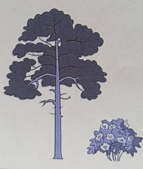 на рисунке изображены дерево и рядом стоящий куст. Высота куста равна 0,9м. Какова примерная высота