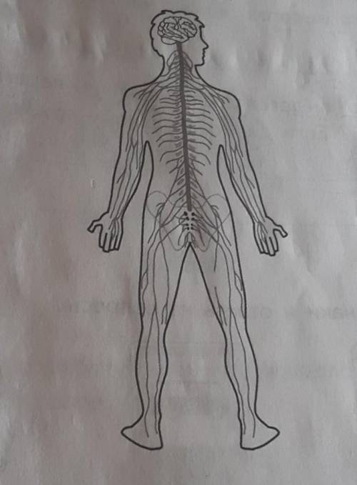 5.2. Укажи на рисунке стрелкой орган, который управляет работой всех остальных органов человека. Зап
