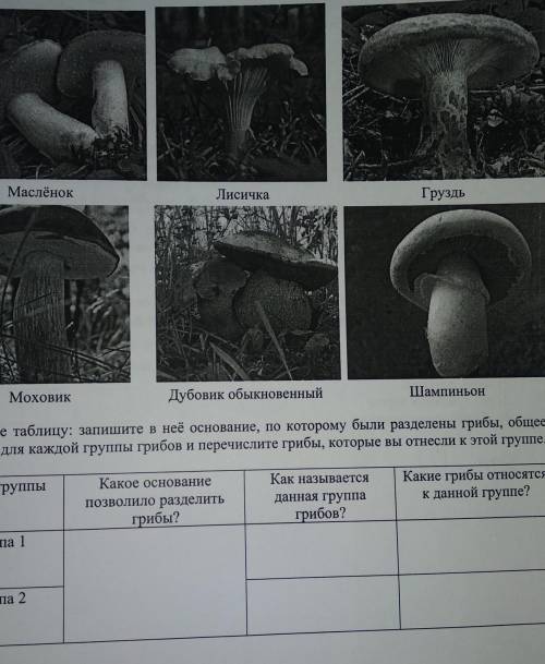 рассмотрите изображения шести представителей мира грибов. Предложите основан е, согласно которому эт