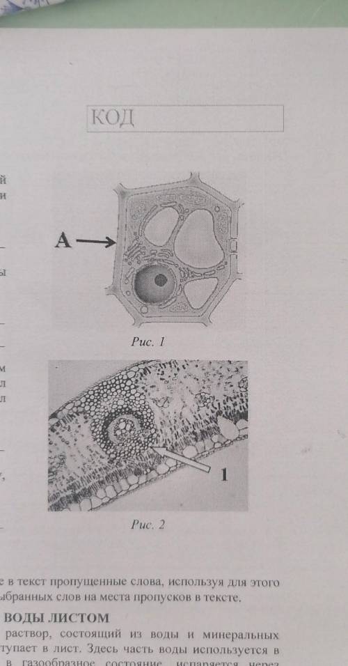 3.1. Рассмотрите рисунокрастительнойклетки (рис. 1). Какая структура клеткиобозначена на рисунке бук