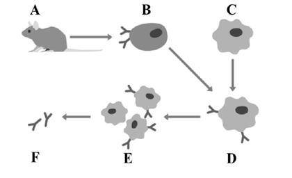 Моноклональные антитела представляют собой идентичные копии антител, которые были сделаны в лаборато