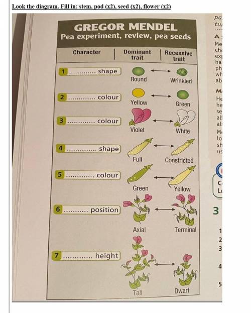 Look the diagram. Fill in: stem, pod (x2), seed (x2), flower (x2)​