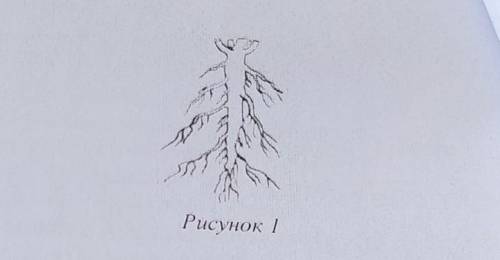 К какому классу относят растение, корневая система которого показана на рисунке 1​