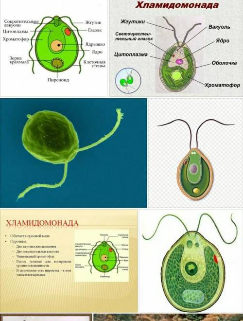 Что такое хламидомонада? ответьте