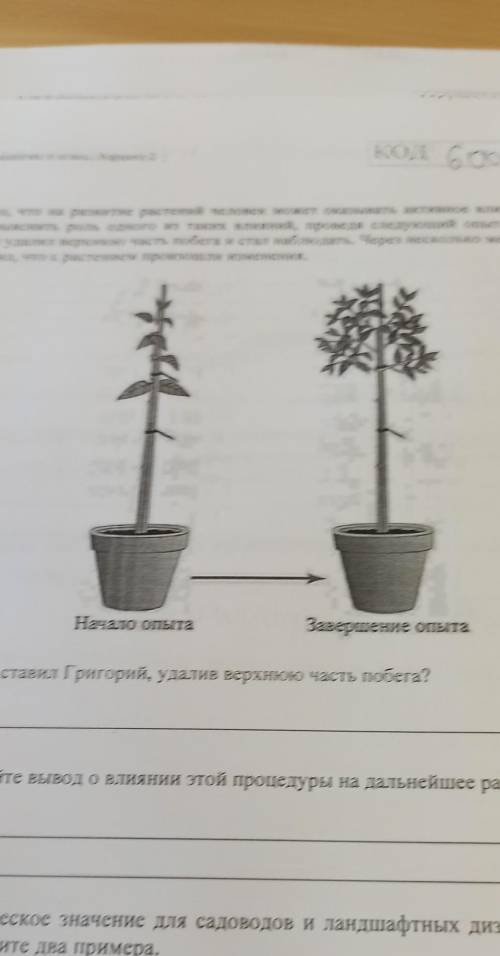 Сформулируйте вывод о влиянии этой процедуры на дальнейшее развитие растений. ​