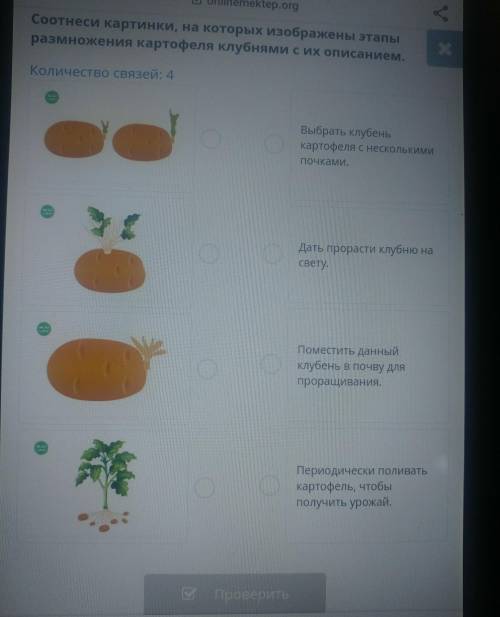 Соотнеси картинки, на которых изображены этапы размножения картофеля клубнями с их описанием.Количес