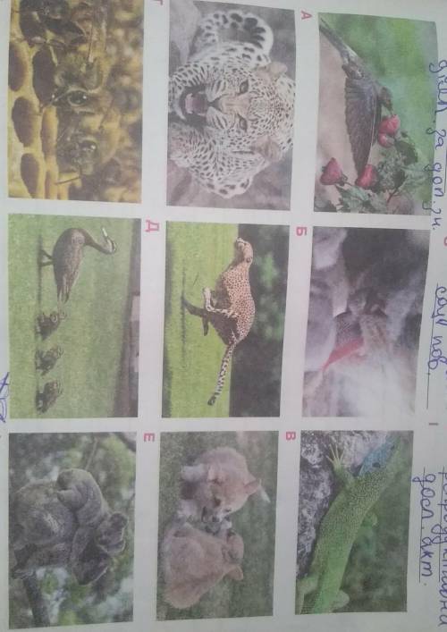 Биология, 7 класс. ☄️ Задание:1. Роздивись фотографії. Розпізнай та напиши форми поведінки тварин.